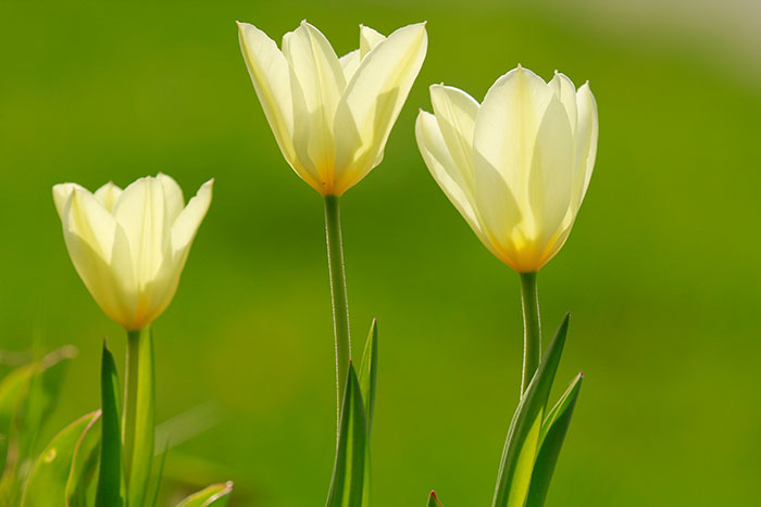 drei hellgelbe Tulpen