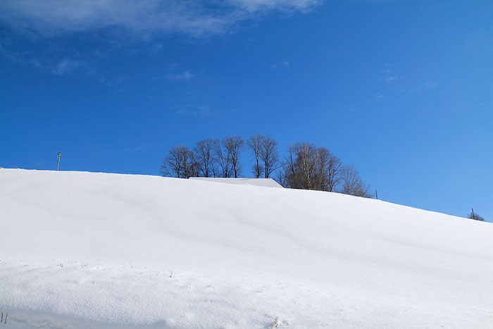 Schneefeld, Bäume und blauer Himmel