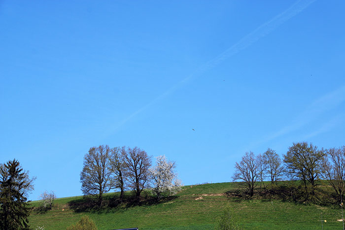Bäume mit blauem Himmel