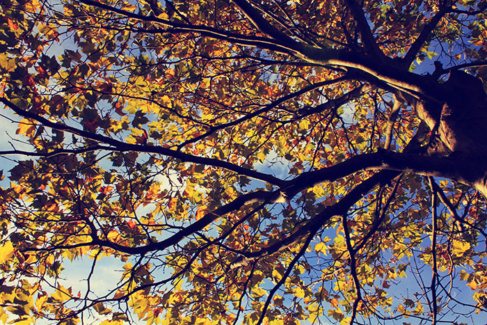 Baumkrone mit Herbstblättern