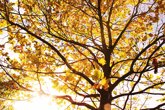 Baum von unten mit goldgelben Herbstblättern
