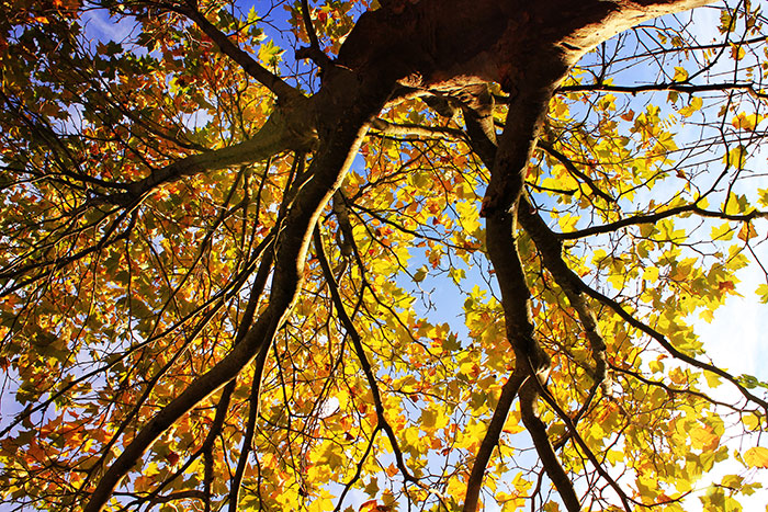 Baum von unten mit gelben Herbstblättern