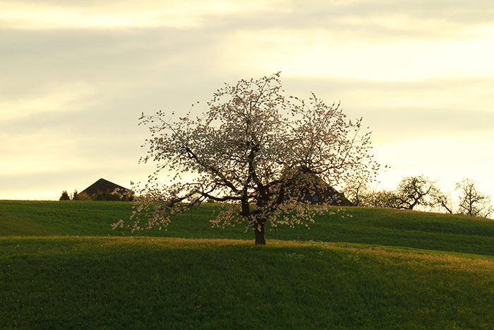 Frühlingsbaum im seidenen Abendlicht