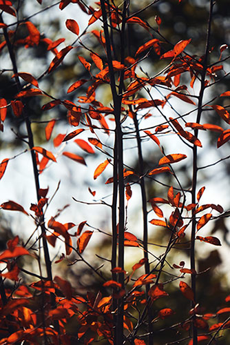 Herbstblätter leuchtend orange an Busch mit Herbstlicht