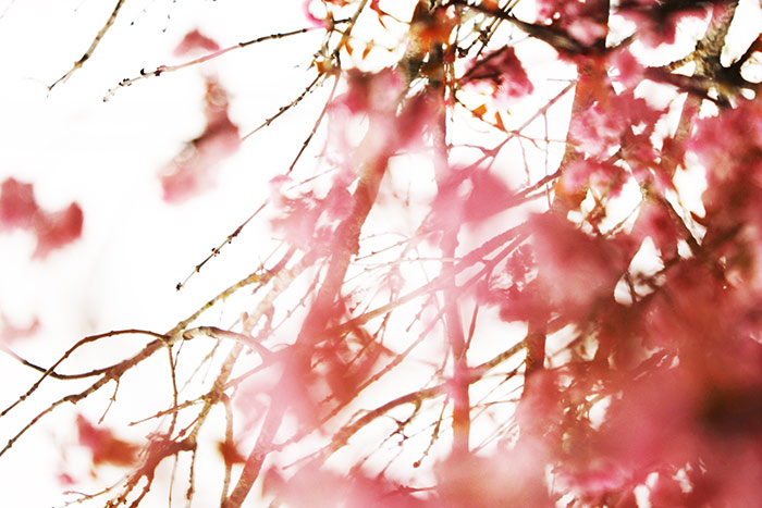 Hintergrundbild mit rosa Blueten an Zweigen